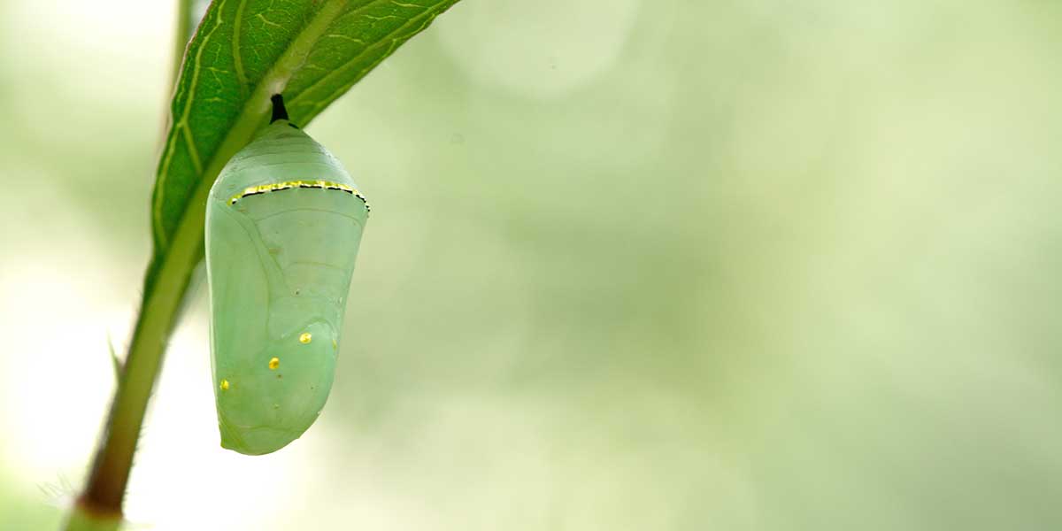 chrysalis on a leaf